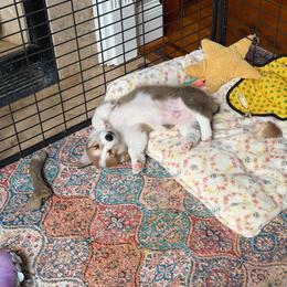 Henry - Red male Pembroke Welsh Corgi puppy in Snellville, Georgia from Laur's Classic Corgis