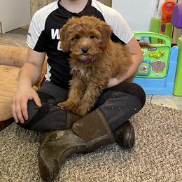 Annie - Red  female Goldendoodle puppy in Sugarcreek, Ohio from True Hearted Doodles
