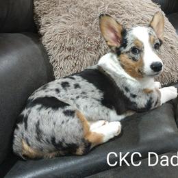 Pembroke Welsh Corgi All Grown Up from Robbie's Hobby Corgi's