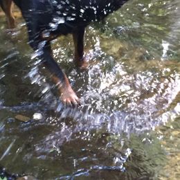 Rottweiler All Grown Up from Sweetgum Farm
