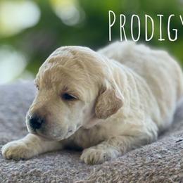 Strudel - Cream male Poodle puppy in Pella, Iowa from Prodigy Farms Therapy Dogs