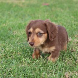 Dachshund Puppies from Dachshund Pups