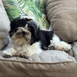 French Bulldog, Miniature American Shepherd, and Shih Tzu Puppies from Serene Prairie K9