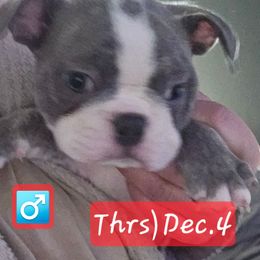 Double dot blue BoY - Blue male Boston Terrier puppy in Versailles, Indiana from Benhams Bostons