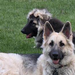 Shiloh Shepherd puppies from Blindlove Shilohs