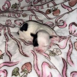 June - Black and white female Chihuahua puppy in Doyle, California from Dreamy Divine Chihuahuas