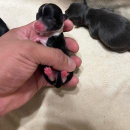Girl 1 - Black and white female Chihuahua puppy in Davenport, Florida from Clan Cordovathone