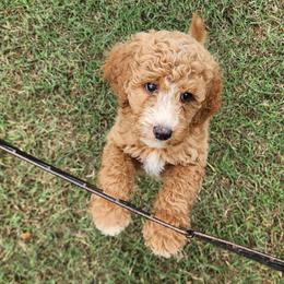 Miss Purple - Apricot female Goldendoodle puppy in Cumming, Georgia from Chattahoochee Kennels