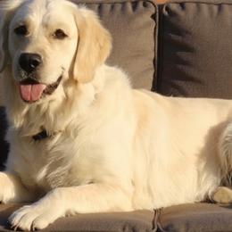 Sailor - Golden Retriever