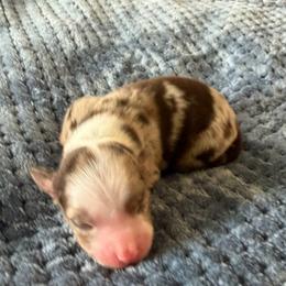 Butterball - Red merle male Miniature American Shepherd puppy in Milton Freewater, Oregon from Sparkling Cross Toy & Mini Aussies