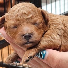 Mocha - Red female Cavapoo puppy in Glendale, Arizona from Cool Cavapoos