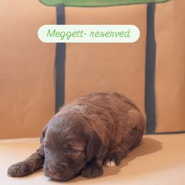 Meggett - Red  Goldendoodle puppy in St. George, South Carolina from Southern Hunters Mini Goldendoodles