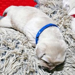 Puppy 4 - Yellow female Labrador Retriever puppy in Norwell, Massachusetts from Gabriel Ben-Yosef's Labs