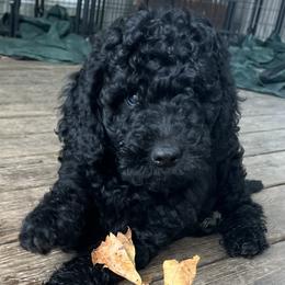 Goldendoodle Puppies from Happy_Tails_by_TJ