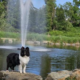 Hailee - Shetland Sheepdog