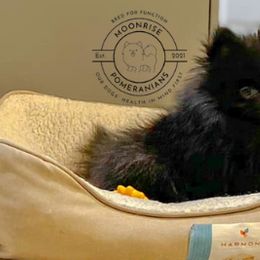 Pomeranians from Moonrise Pomeranians