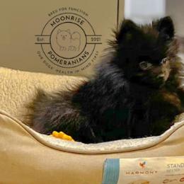 Pomeranians from Moonrise Pomeranians