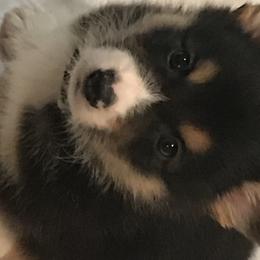 Pembroke Welsh Corgi Puppies from Off Road Ranch Corgis