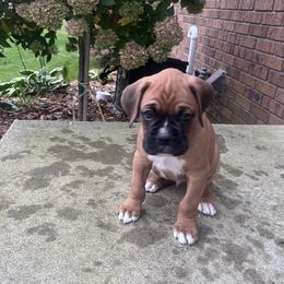 Ellie - Boxer