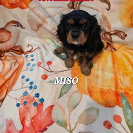 Miso - Black and tan female Cavalier King Charles Spaniel puppy in Lehi, Utah from Angels and Nobility Cavaliers