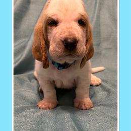 Light Blue collar Male - Lemon and white male Basset Hound puppy in Columbia, South Carolina from Pawmetto Hounds