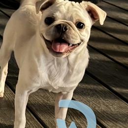 Eggroll - the friendliest white pug - White male Pug puppy in Cleveland, Ohio from Whimsical White Pugs - Quality Comes First! We offer Flight Nanny Services for Additional Fee.