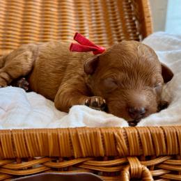 Red - Red  male Goldendoodle puppy in Hesperia, Michigan from Red Acres Poodles & Doodles