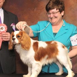 Cavalier King Charles Spaniels, Dalmatians, and Swedish Vallhunds from Snowood Dalmatians and Cavaliers