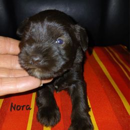 Nora - Liver female Miniature Schnauzer puppy in Midland, Texas from Shebbies Puppy Palace