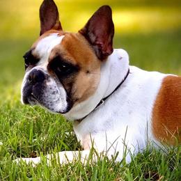 French Bulldog All Grown Up from Mon Chéri French Bulldogs