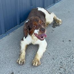 Noah - Tri-Roan male English Springer Spaniel puppy in Coeur D'alene, Idaho from Springer Hollow