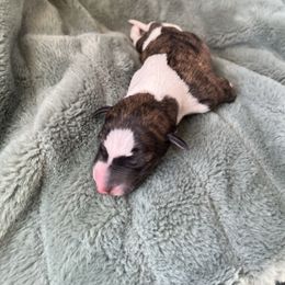 Cedar - Red brindle male Whippet puppy in Clinton, Tennessee from Ivanhoe Borzoi