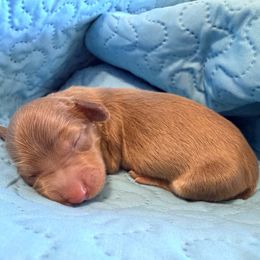 Richard - Cream male Dachshund puppy in Alva, Florida from Salty C's Dachshunds