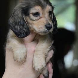 Waylon - Cream male Dachshund puppy in Lowell, Indiana from IvoryForge Dachshunds