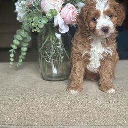 Boy 2 - Red male Cavapoo puppy in Southside, West Virginia from Double Diamond Cavapoos