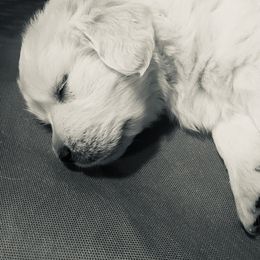 Golden Retriever Puppies from Valiant Goldens