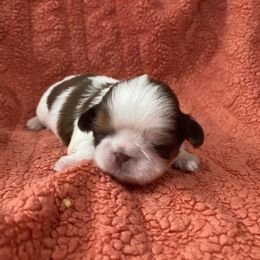Wednesday - Red and white female Shih Tzu puppy in Manahawkin, New Jersey from Lilly’s Seashore Shih Tzus