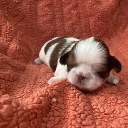 Wednesday - Red and white female Shih Tzu puppy in Manahawkin, New Jersey from Lilly’s Seashore Shih Tzus
