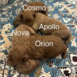 Poodle puppies from Beltane Bonnies