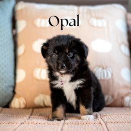OPAL - Black tri female Miniature American Shepherd puppy in Puyallup, Washington from TRAILS END Minis