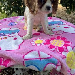 Cavalier King Charles Spaniel Puppies from Purple Moon Cavaliers