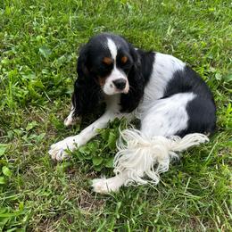 Tootsie - Cavalier King Charles Spaniel