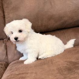 Bentley - White male Maltese puppy in Beebe, Arkansas from Cedar Hill Maltese