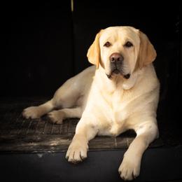 Willow - Labrador Retriever