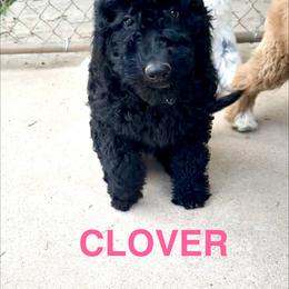Cockapoo and Goldendoodle Puppies from Diva’s Darling Doodles