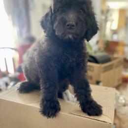 Aussiedoodle, Poodle, and Saint Berdoodle Puppies from Remington Kennels, LLC