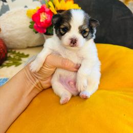 Milo - Chocolate parti male Pomeranian puppy in Green Cove Springs, Florida from Natasha's Ark of Joy
