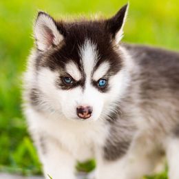 Pomsky Puppies from Sunshine Pomsky