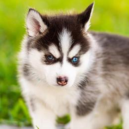 Pomsky Puppies from Sunshine Pomsky