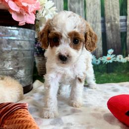 Basil - Blenheim female Cavapoo puppy in Lebanon, Missouri from Perkins Pups